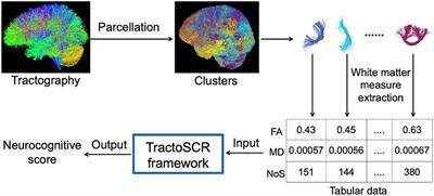 TractoSCR: a novel supervised contrastive regression framework for prediction of neurocognitive measures using multi-site harmonized diffusion MRI tractography